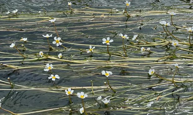 Water-crowfoot is an indication of a clean river. Photograph: Kevin Rushby